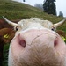 Neugierige Kuh