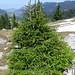 Oh Tannenbaum - verkehrte Welt auf der Holzegg