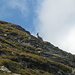 Capra ibex