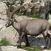  Stambecchi (Capra ibex) al Bivacco Baus.