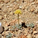 Tiny, interesting flora