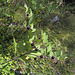 Die hochgiftige Tollkirsche (Atropa belladonna) traf ich auf meiner Wanderung immer wieder an