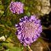 Witwenblume
