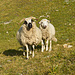 Neugierige Wanderer
