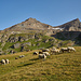 Weidevieh vor dem Gipfelziel; links die Petite Aiguille Rousse, rechts die Grande Aiguille Rousse. Die Schneefelder sind viel steiler, als sie aussehen.