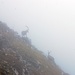 Steinböcke im Nebel<br />Insgesamt waren es 5-6 Tiere die sich kaum stören ließen