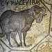Un ariete. La scitta sopra fa riferimento ad uno sconosciuto Ciriaco.