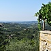 Ulivi e viti a perdita d'occhio.