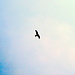 Flugsilhouette Rotmilan. Der Rotmilan hat in Niedersachsen einen Verbreitungsschwerpunkt und ist hier relativ häufig zu sehen. ("Gabelweihe")