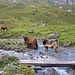 Das Grießltal ist Heimat einer riesigen Herde Hochlandrinder
