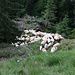 Im Abstieg von der Portiţa Viştei ins Valea Rea - Gegenverkehr. Nach einigen Maultieren kommt uns nun eine große Schafherde entgegen. Hier sind erst einmal nur die ersten Tiere zu sehen. Durch das gegenseitige Ausweichen im steilen Gelände vergeht doch etwas Zeit...