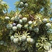 Génevrier cade. On peut le consommer