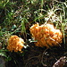 Strange mushrooms in the forest just below Alp Wäni.