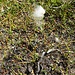Eriophorum angustifolium Honck.<br />Cyperaceae<br /><br />Schmalblättriges Wollgras<br />Linaigrettes à feuilles étroites<br />Pennacchi a foglie strette