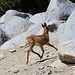A fawn running away from me