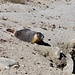 A well fed marmotte