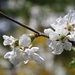 Frühlingsblüten nahe des kleinen Beizchens ob dem Rosensee