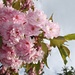 üppig mit vollen Blüten bestückt, die Japanische Kirsche