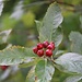 Früchte der in den Westalpen vorkommenden Vogesen-Mehlbeere (Sorbus mougeotii).
