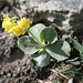 und bewundern die zahlreichen Flueblüemlis an der Wand