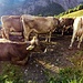 Le mitiche mucche che hanno sfamato Benedetto con del buon formaggio dell'Alpe Garzott, della ricotta e 1l di latte