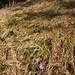 Der Waldboden ist gesprenkelt mit violetten Leberblümchen 