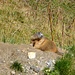One of the numerous marmots I spotted during this hike.