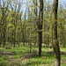 Frühlingsstimmung im Wald nahe Sopron.