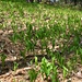 Der Waldboden ist grossflächig mit Maiglöckchen bestanden. Bärlauch-Liebhaber: Hände weg!