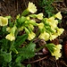 Auf 1800m hat der Frühling auch begonnen.<br /><br />Hohe Schlüsselblume (Primula elatior).