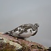 Alpenschneehuhn (Lagopus muta), ♀