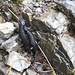 erste Mal heuer wieder im Blick: Die possierlichen Alpensalamander, die das feuchte Wetter mögen