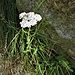 Achillea millefolium L.<br />Asteraceae<br /><br />Achillea millefoglie<br />Achillée millefeuille<br />Gewöhnliche Wiesen-Schafgarbe
