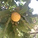 Die Früchte sind kugelrund, in der Größe eines Tischtennisballs und haben eine sehr klebrige Oberfläche. 