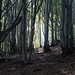 Mystische Buchenwälder säumen am Anfang den Weg.