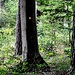 Im Friedwald sind die Bäume mit Plaketten gekennzeichnet...