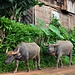 Wasserbüffel in Pan Kam