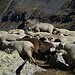 111 Schafe queren unseren Weg kurz vor der Hütte...