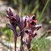 Orchidee aus der Gattung Zungenstendel (könnte das der Südfranzösische sein?)