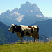 Una mucca con il Monte Pelmo sullo sfondo