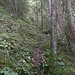Pfadspuren im Wald oberhalb und rechter Hand der Hangrutschzone