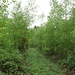 Der grüne Pfad auf dem Grat im Buechwald.