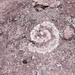 Eine schöne Flechtenspirale auf einem Stein