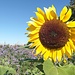 Sonnenblumen bei "Zur Kohleiche"