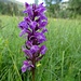  erste Orchis ...