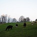 Lamas auf der Weide im Tal