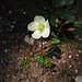 Schneerose