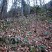Schneerosenfeld im lichten Wald