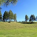 Sattgrüner Rasenteppich und Lärchen auf der Rotwandwiesen auf 1900 m
