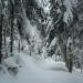 Aufstieg durch den Wald zum P.907m zur Höchi Flue. Ein Traum in tiefem Neuschnee wie es ihn selten in solcher Menge im östlichen Jura gibt!